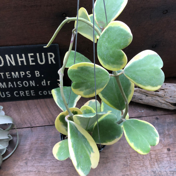 斑入り　ハート ホヤ　苗　ほや はーと　多肉/植物　山野草/フイリ 斑入り ハート ホヤ 苗 ほや はーと 多肉/植物 山野草/フイリ 斑入り