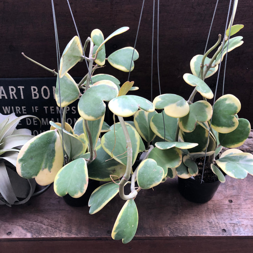 吊り下げ♡斑入りハートホヤ♡ラブラブハート♡多肉植物