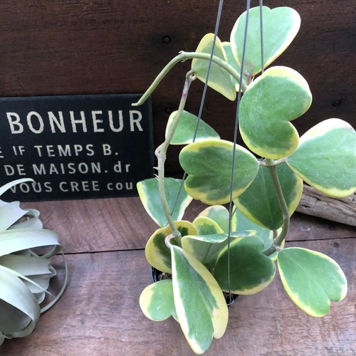 吊り下げ♡斑入りハートホヤ♡ラブラブハート♡多肉植物♡インテリア