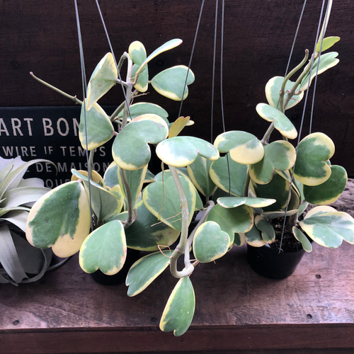 斑入り　ハート ホヤ　苗　ほや はーと　多肉/植物　山野草/フイリ 斑入り ハート ホヤ 苗 ほや はーと 多肉/植物 山野草/フイリ