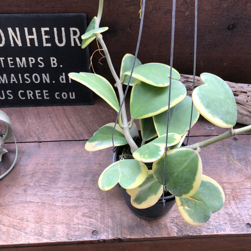 斑入り　ハートホヤ　苗　多肉植物　ホヤハート　観葉/園芸/♡ Amazon｜観葉植物 斑入りハートホヤ 3号鉢 ハートホヤ ラブラブハート