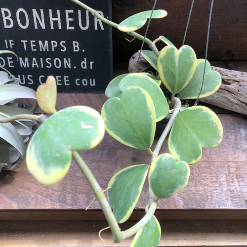 吊り下げ♡斑入りハートホヤ♡ラブラブハート♡多肉植物♡インテリア