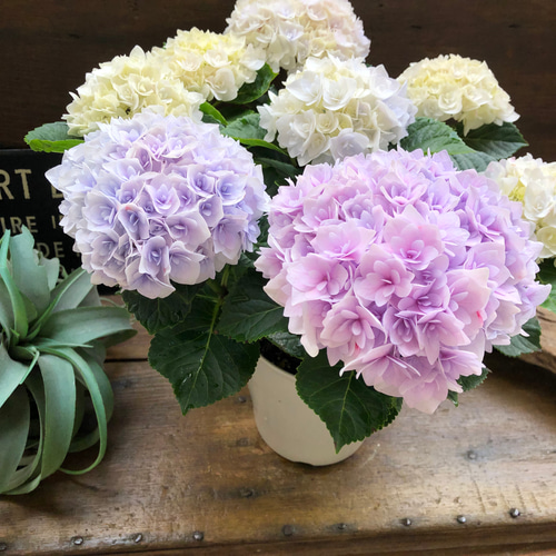 新品種♡ポージィブーケ エリー♡ブルー♡アジサイ♡紫陽花