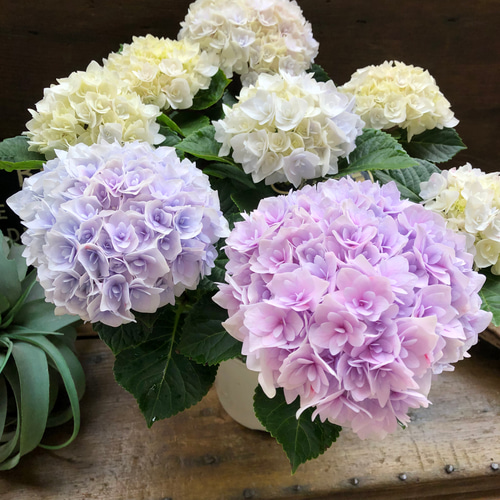 新品種♡ポージィ ブーケ エリー♡マーブル♡アジサイ♡紫陽花