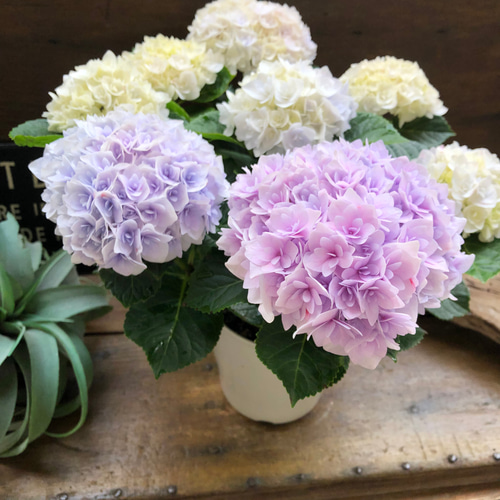 ■新品種■ポージィブーケエリー アジサイ 5号鉢■紫陽花 八重咲 てまり咲き アジサイ：ポージィーブーケ エリー（ブルー）5号鉢植え の通販