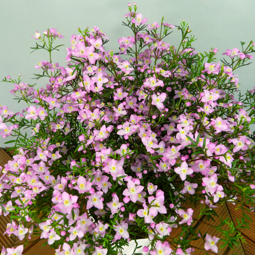 ビギナーママ❗️ 草月　白磁　花器　コの字 ビギナーママ様専用❗️ 草月 白磁 花器 コの字