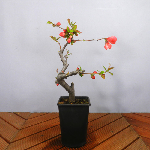 ボケ盆栽/ 紅花 ボケ盆栽/ 紅花