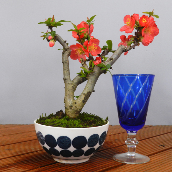 ☆ENGEI ichioki☆木瓜・ボケ「紅花一重」小品盆栽01◇そろそろ花は