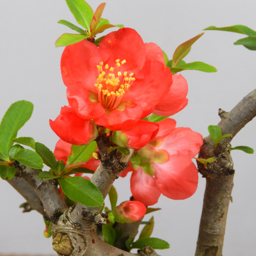 ボケ盆栽/ 紅花 ボケ-A（ぼけ・木瓜）花もの盆栽の販売と育て方・作り方