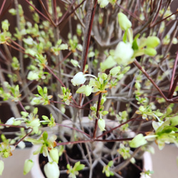 和モダン♡ドウダンツツジ　テラコッタ鉢植え　苗　庭木　シンボルツリーに♪ 3枚目の画像