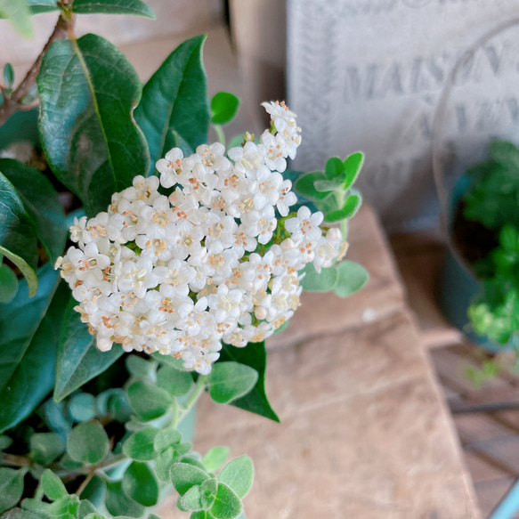 現品SALE♡【ビバーナム入り寄せ植え】素敵なガーデン♡お花が咲き実になり長く楽しめます！緑樹脂器 11枚目の画像