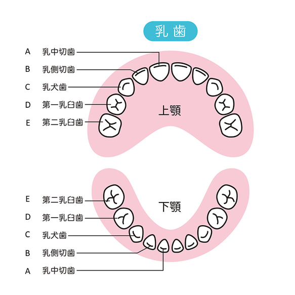 【金乳歯｜前歯B（乳側切歯）】お子様の乳歯を純金（24K）製オブジェに。木製乳歯ケース、アクリルフォト、名入れ 13枚目の画像