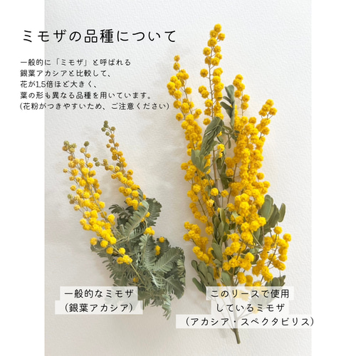 優先配送 母の日】大粒ミモザのナチュラルリース 直径35cmのフルリース フラワー・リース