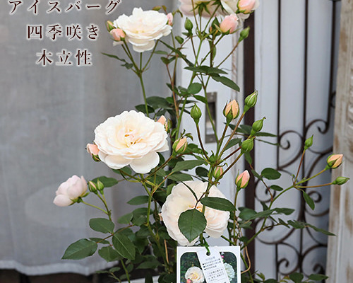 レア　希少　バラ苗　切り花品種　Pinky Pi.e 8号鉢 レア 希少 バラ苗 切り花品種 Pinky Pi.e 8号鉢 レア 希少 バラ苗