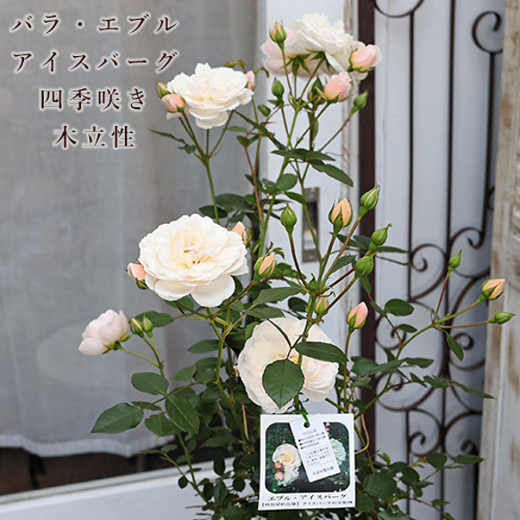 ご確認用ローズレースパステルミックスカラー