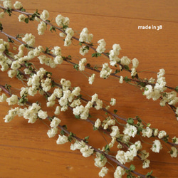 ドライフラワー　ユキヤナギ　５本　花材　材料 1枚目の画像