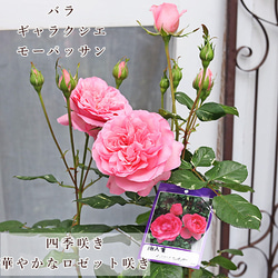 現品販売 鉢花 バラ ギャラクシエ モーパッサン 5号 母の日 四季咲き 斑入り ピンク フロリバンダ 1枚目の画像