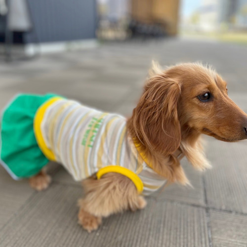 送料無料・お名前入れ無料】【レトロボーダー】元気が出るビタミン