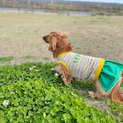 【送料無料・お名前入れ無料】【レトロボーダー】元気が出るビタミンカラーでレトロなボーダー犬服  ダックス 小型犬用洋服 10枚目の画像