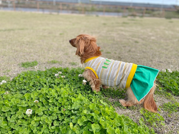 【送料無料・お名前入れ無料】【レトロボーダー】元気が出るビタミンカラーでレトロなボーダー犬服  ダックス 小型犬用洋服 10枚目の画像