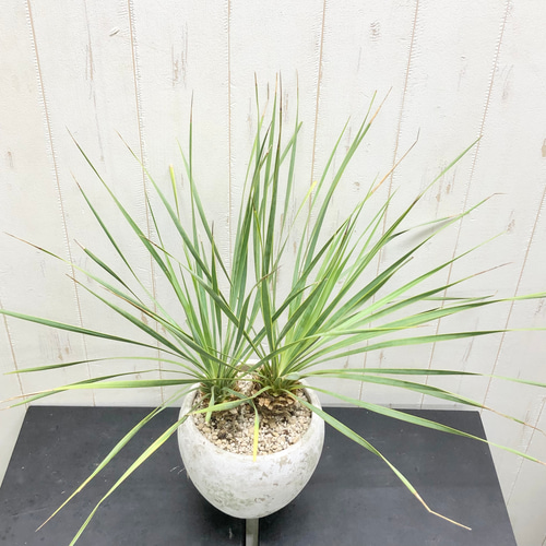 ダブルヘッド ユッカ ロストラータ アンティークテラコッタ その他