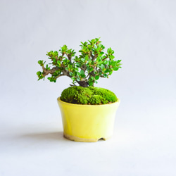 ❁母の日❁椀子(わかこ)さん  ベニシタン  ミニ盆栽　自作鉢 2枚目の画像