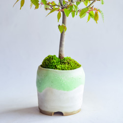 ❁母の日❁新汰(あらた)さん ケヤキ  ミニ盆栽　自作鉢 2枚目の画像
