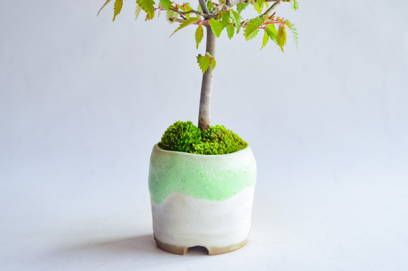 ❁母の日❁新汰(あらた)さん ケヤキ  ミニ盆栽　自作鉢 2枚目の画像