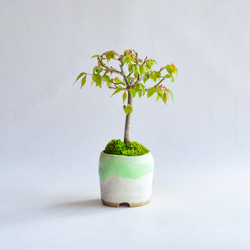 ❁母の日❁新汰(あらた)さん ケヤキ  ミニ盆栽　自作鉢 3枚目の画像