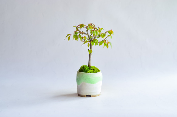 ❁母の日❁新汰(あらた)さん ケヤキ  ミニ盆栽　自作鉢 3枚目の画像