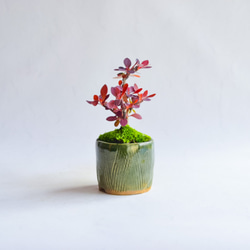 ❁母の日❁詠南(えな)さん メギ  ミニ盆栽　自作鉢 2枚目の画像