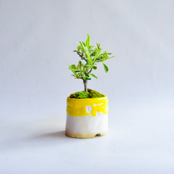❁母の日❁萌葉(もえは)さん ピラカンサス  ミニ盆栽　自作鉢 2枚目の画像