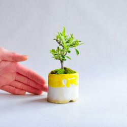 ❁母の日❁萌葉(もえは)さん ピラカンサス  ミニ盆栽　自作鉢 1枚目の画像