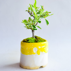 ❁母の日❁萌葉(もえは)さん ピラカンサス  ミニ盆栽　自作鉢 3枚目の画像