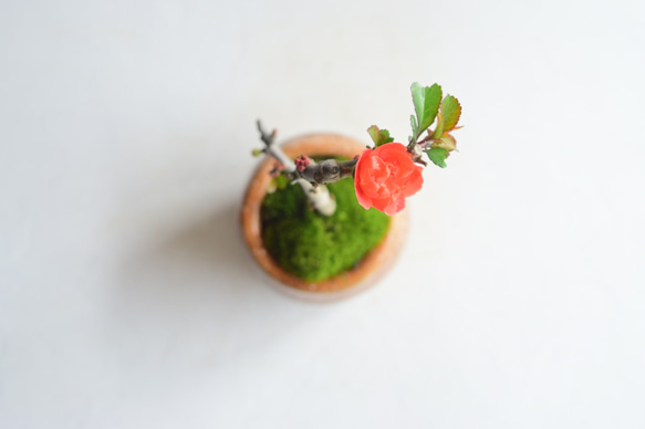 ❁母の日❁園恵(そのえ)さん  長寿梅 八重赤花  ミニ盆栽　自作鉢 4枚目の画像