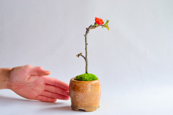 ❁母の日❁園恵(そのえ)さん  長寿梅 八重赤花  ミニ盆栽　自作鉢 1枚目の画像