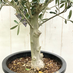 盆栽  玉仕立て  オリーブの木  シプレッシーノ  souju  6 13枚目の画像