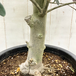 盆栽  玉仕立て  オリーブの木  シプレッシーノ  souju  6 10枚目の画像