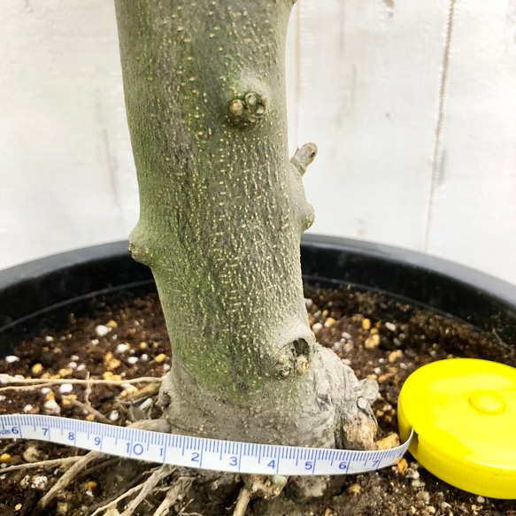 盆栽  玉仕立て  オリーブの木  シプレッシーノ  souju  6 12枚目の画像