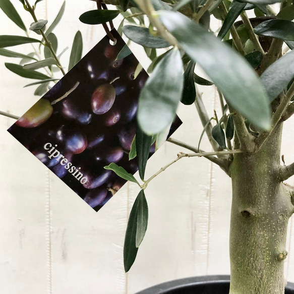 盆栽  玉仕立て  オリーブの木  シプレッシーノ  souju  6 7枚目の画像