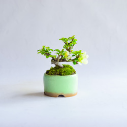 ❁母の日❁沙霧(さざり)さん  長寿梅 白花  ミニ盆栽　自作鉢 3枚目の画像