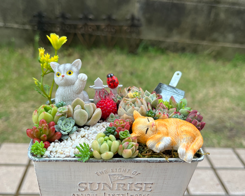 ❤️多肉植物❤️そのまま飾れる寄せ植え❤️スイカねこちゃん