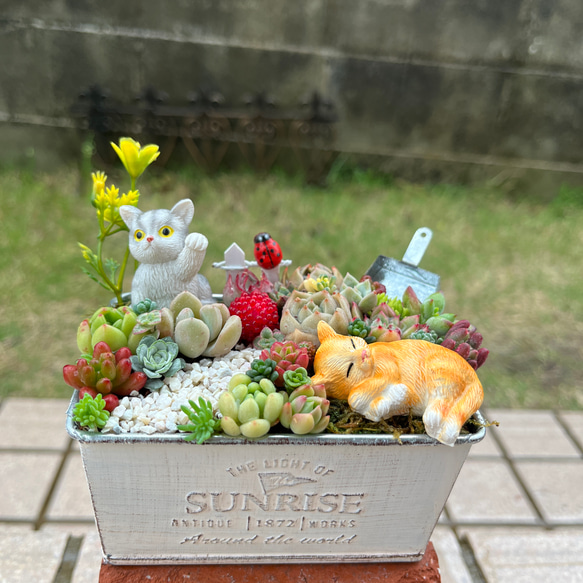 ❤️専用❤️多肉植物❤️そのまま飾れる寄せ植え❤️ねこちゃん