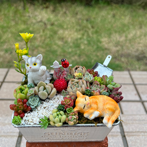 ♡そのまま飾れる♡ネコちゃんの可愛い多肉植物寄せ植え