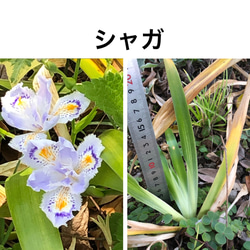 【母の日ギフト】 花苗 山野草 10種類 ＊ ニッコウキスゲ ムラサキツユクサ ホタルブクロ 4枚目の画像