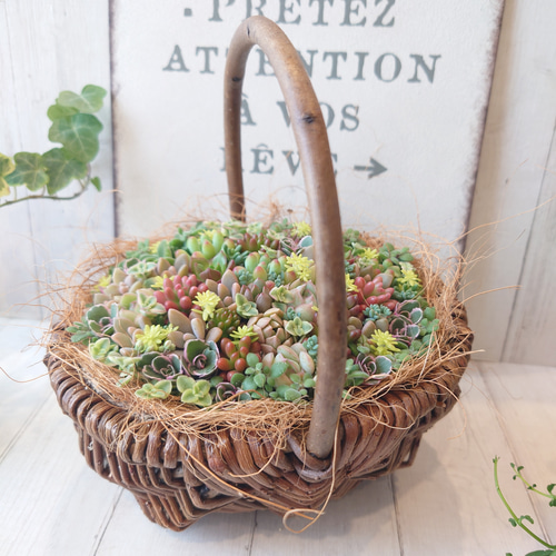 受注制作】 そのまま飾れる多肉植物 寄せ植え 持ち手付きかご