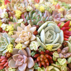 【受注制作】 そのまま飾れる多肉植物 寄せ植え 持ち手付きかご 1枚目の画像