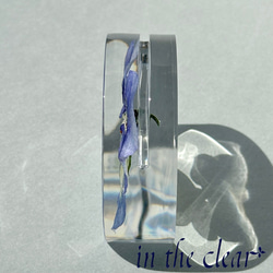 植物標本　ビオラ　青　レジン　扇形　カードスタンド 6枚目の画像