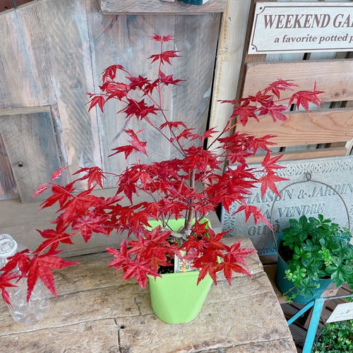 もみじかえで植木ガーデニング直接取引コンビニで
