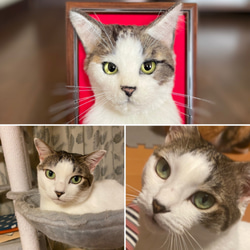 羊毛フェルト　ぶーにゃん猫ちゃんオーダー オーダーメイド 羊毛フェルト ねこちゃん お写真から制作 手作り
